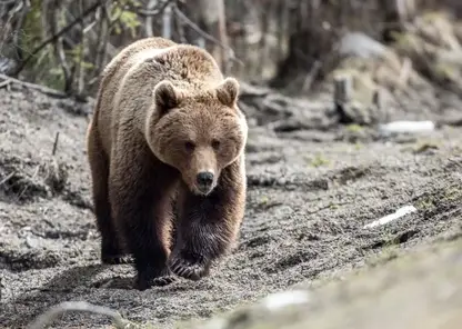 Первый медведь вышел из зимней спячки в Томской области