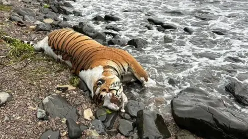 Море выбросило крупное тело тигра на берег в Приморье: это уже третий случай с начала года