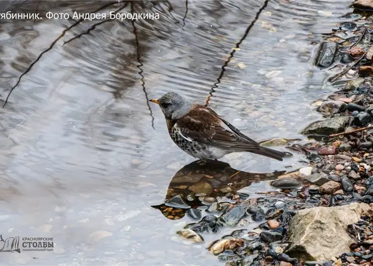 Первое купание птиц показали на «Красноярских Столбахов»
