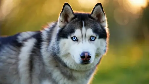 Собаку Хаски из омского приюта забрали в транспортную компанию