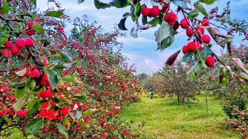 Красноярцам рассказали, какие продукты эффективно очищают организм