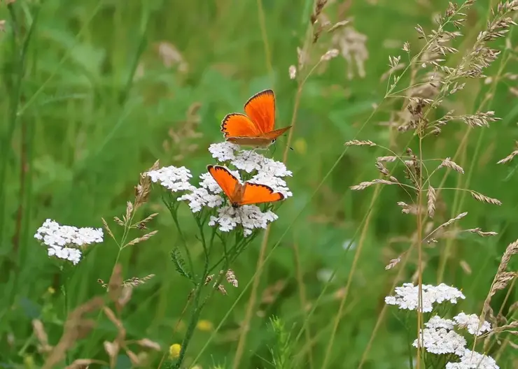 Лесной пожарный заснял «огненных» бабочек в Красноярском крае