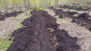 В Красноярском крае высадили 4,5 миллиона молодых деревьев В Красноярском крае высадили 4,5 миллиона молодых деревьев