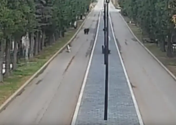 Камера наблюдения засняла медведя на территории красноярского кладбища «Бадалыкское»