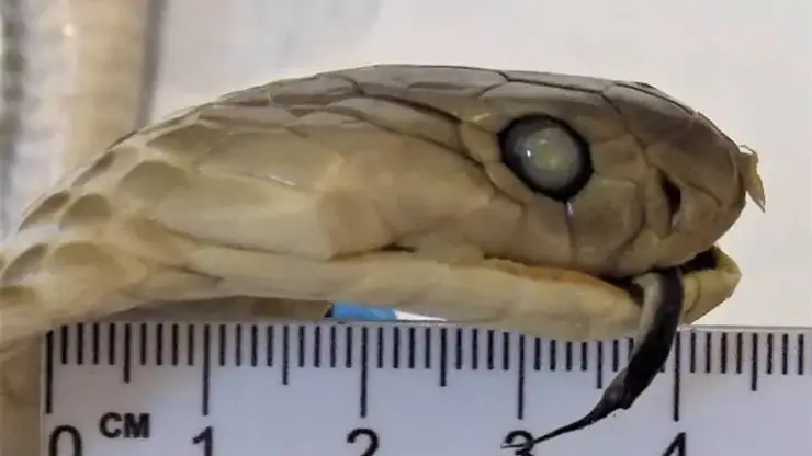 Алтайские таможенники нашли у пассажирки бутылку «змеиного вина» с настоящей коброй