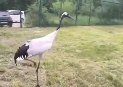 Японский журавль Цуруми улетел из Красноярска в Москву