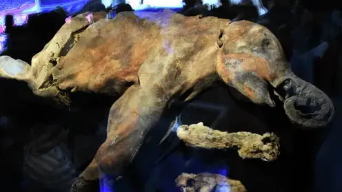 «40 000 лет и зим»: в Томске откроется выставка мамонтенка Любы