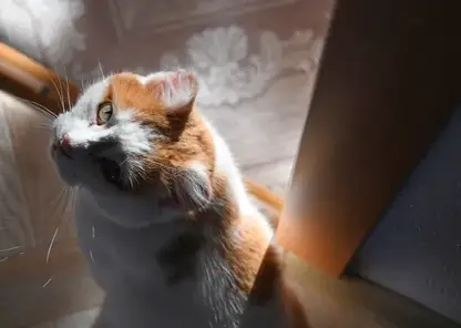 Депутаты Госдумы предложили установить лимит на количество домашних животных в зависимости от числа детей в семье