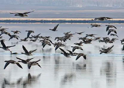 «Роснефть» заботится о природном богатстве России