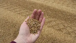 Из Красноярского края на экспорт и в регионы России отгрузили более миллиона тонн зерна