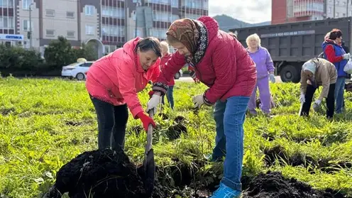 За неделю в Красноярске высадили больше 1,5 тысяч новых деревьев