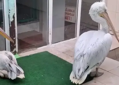 Обитатели омского зоопарка переехали в зимние вольеры