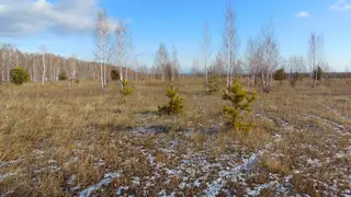 В Красноярском крае изымают 15 гектаров сельхозземель у села Большое Озеро