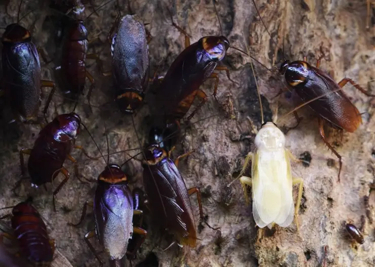 Прокуратура проверяет школу в Чите после жалоб на насекомых в столовой и классах