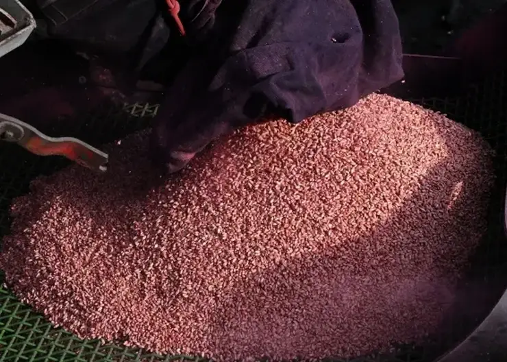 ИИ помог обнаружить нарушение при выдаче ветеринарного документа на крупную партию зерна в Хакасии