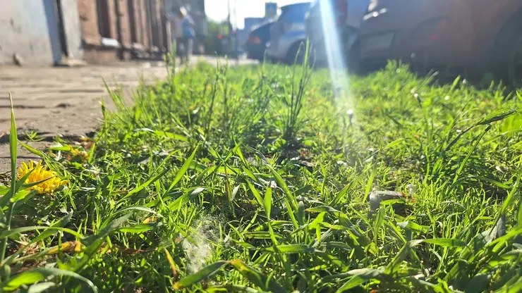 Красноярцам с аллергией рассказали, как защитить себя от тополиного пуха