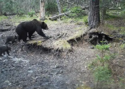 Жителей Красноярска просят не гулять ночью по «Столбам» из-за медведей