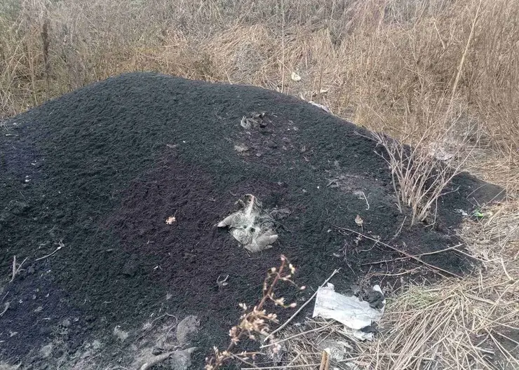 Свалку туш мёртвых свиней обнаружили рядом с посёлком Малиновка в Ачинском районе
