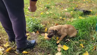 Спасли малыша. В Красноярском крае пожарные МЧС вытащили щенка из уличного туалета