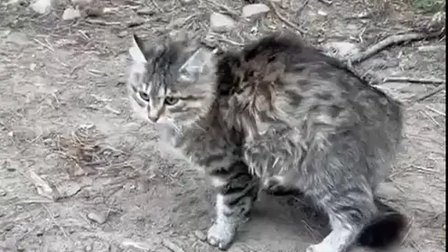 Мэр Чунского района спас кота с дерева: второе спасение животного за год