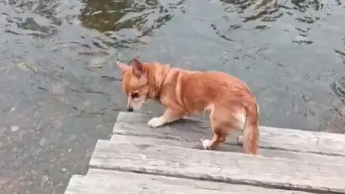 «Лай слышали восемь человек»: новая деталь в поисках семьи Усольцевых, которая пропала в горах Красноярского края