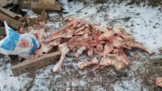 В Абакане обнаружили нелегальный склад отходов животноводства у центрального рынка В Абакане обнаружили нелегальный склад отходов животноводства у центрального рынка
