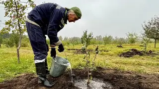 В Татышев-парке высадили 500 новых яблонь взамен тех, которые сломали красноярцы