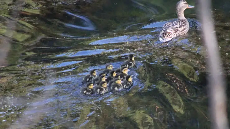 В Красноярском крае утиные семьи уже бороздят озера Шушенского бора