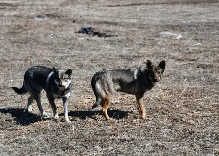 Бродячие собаки напали на ребенка в Братске Иркутской области (видео)