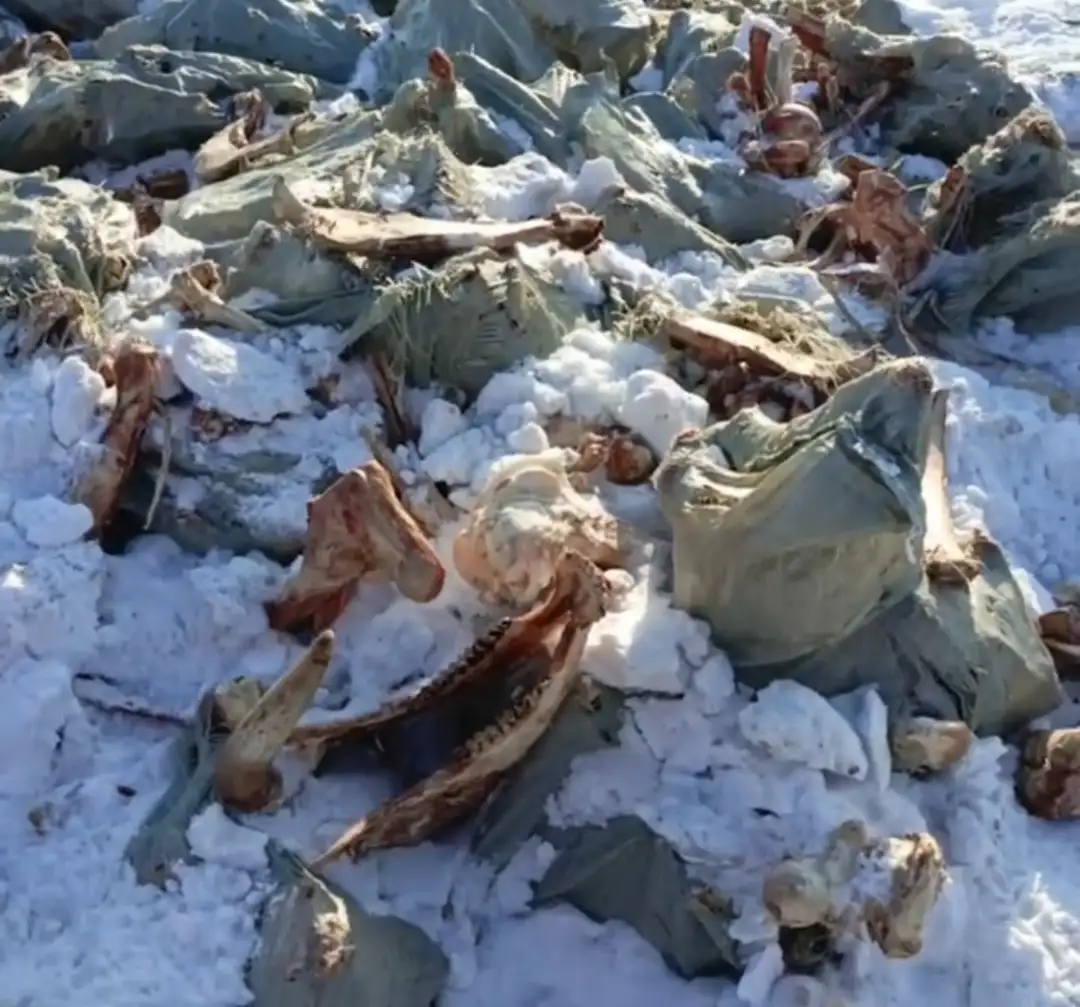 Скриншот: Народный фронт