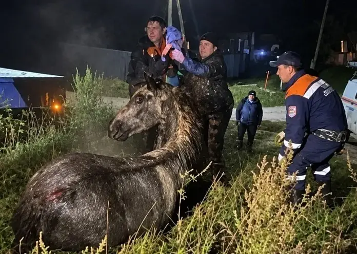 Провалившегося в колодец коня вытащили в Шушенском округе