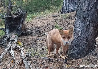 На красноярских «Столбах» любопытная лиса вышла к туристам
