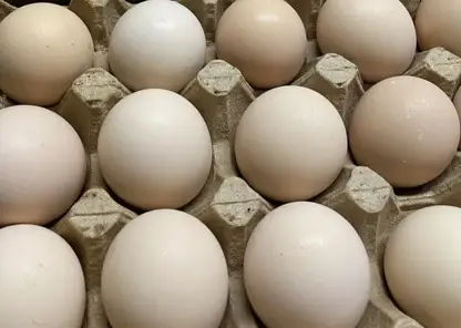 167 тысяч инкубационных яиц привезли в Красноярский край из Узбекистана