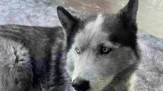 Тувинский Хатико: хаски больше года ждёт погибшего на СВО хозяина в аэропорту Кызыла