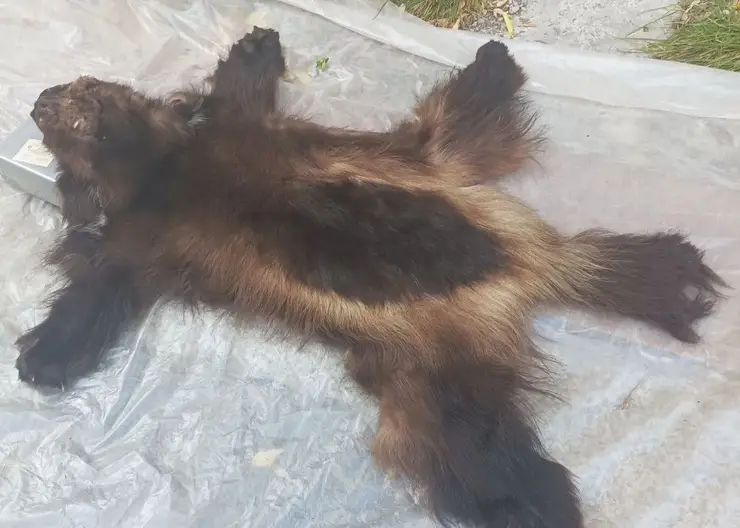 В Красноярске продают шкуру росомахи без документов