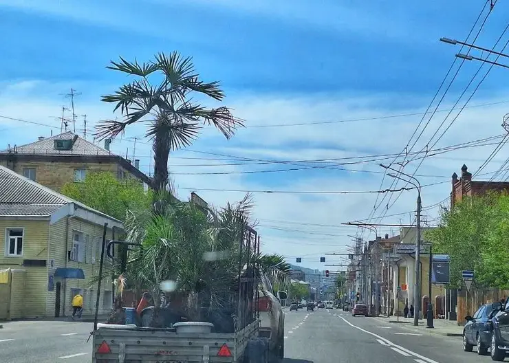 Улицы Красноярска покидают пальмы и туи