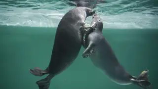 В Красноярске Россельхознадзор выдал первую лицензию предприятию по содержанию нерп