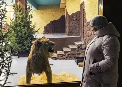 Милота дня. В парке «Роев ручей» после реконструкции открылся комплекс для теплолюбивых кошачьих