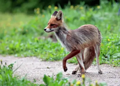 Новый очаг бешенства выявили в Кузбассе