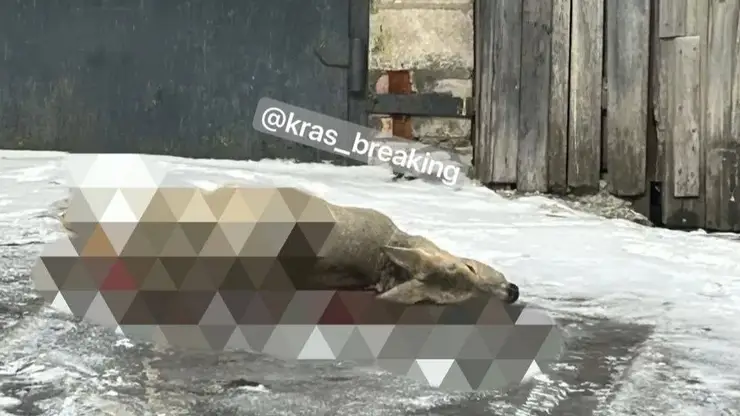 В Свердловском районе Красноярска стая бездомных собак растерзала косулю прямо у забора частного дома