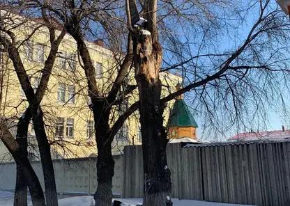 Специалисты объяснили причину сноса живых деревьев на остановке по ул. Киренского