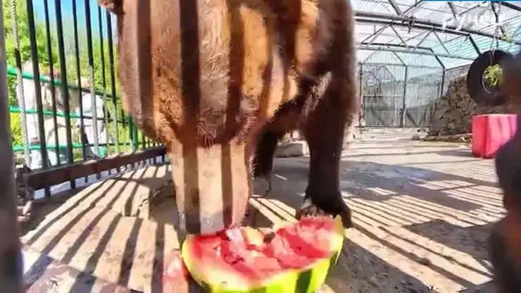 Медведь из красноярского зоопарка удивил скоростью поедания арбуза