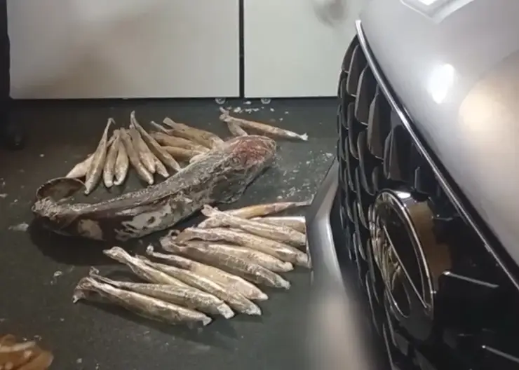 Коммерческий подкуп на 2,7 млн: в Новосибирске задержан организатор незаконной рыбалки у ГЭС