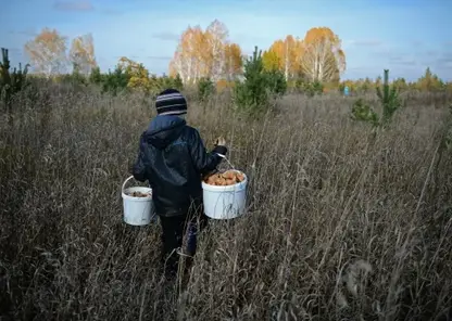 Теплая одежда, запас еды и заряженный мобильный: МЧС опубликовало советы для грибников