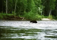Четырёх опасных медведей отстрелили вблизи Красноярска минувшей ночью