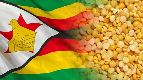 Более 350 тонн алтайского гороха отправят в Зимбабве по гуманитарной программе ООН