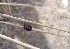 Сезон клещей официально открыт в Красноярске: зафиксирован первый случай присасывания