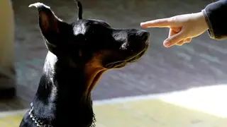 Бойцовская собака в Томске напала на подростка: возбуждено уголовное дело