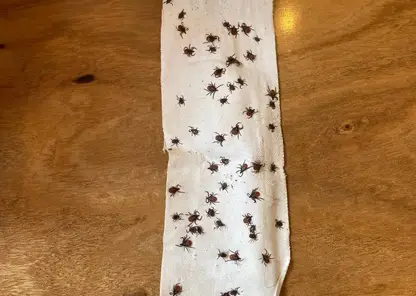 Красноярец собрал «урожай» из 62 клещей после пробежки по Столбам