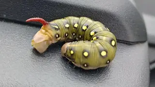 Омичи встретили в полях пухленькую гусеницу с красным рогом, кто это?